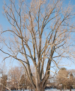 Cottonwood – Biggest Tree in Northern Ontario – North Bay