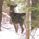 Loring Deer Yard – Habitat Relationship –  Highway 522 – Port Loring