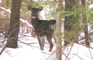 loringdeerheadturn