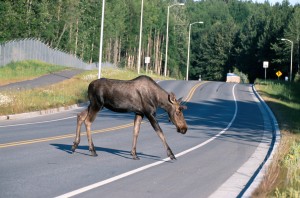 moose crossing road