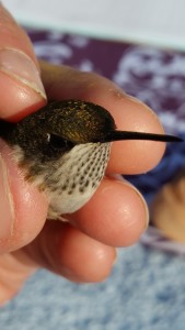 Humming bird...closeup