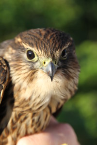 A banded merlin