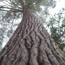 Old Growith White Pine