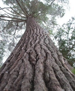 Old Growith White Pine