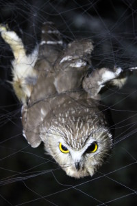 Sawhet in the mist net