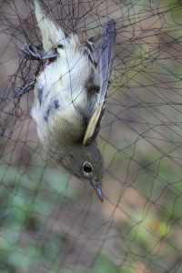 Warbler in the mist net