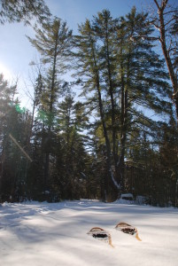 Snowshoe and White Pine