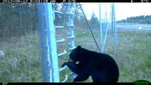 Black bear escapes through gate (2)