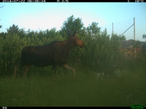 Moose_approaching_op (2)