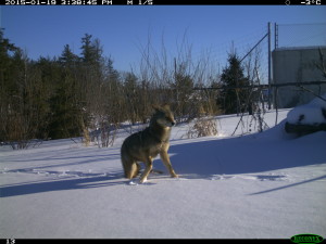 Overpass wolf. 8-Jan-15. 2 (2)