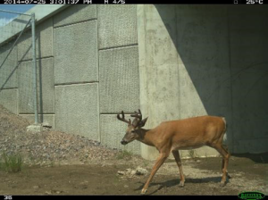 deerandunderpass