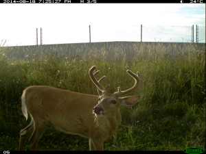 male_antlers_op_closeup (2)