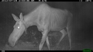 moosecamera2[1] (2)