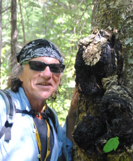 Chaga: New Rage in Herbal Remedies – North Bay