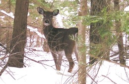 Loring Deer Yard – Habitat Relationship –  Highway 522 – Port Loring