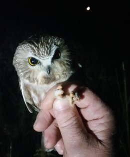 Give a Hoot!
